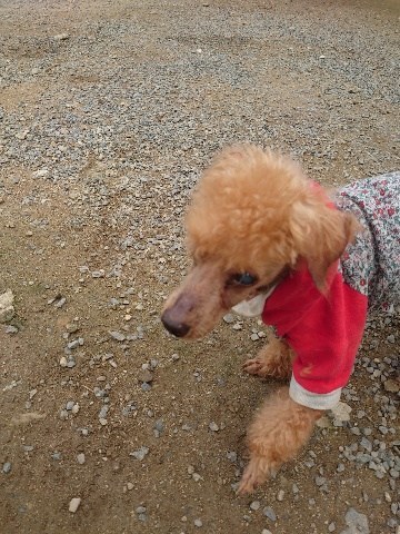 大阪市内の老犬ホーム