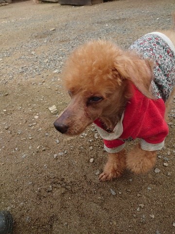 関西の老犬ホーム