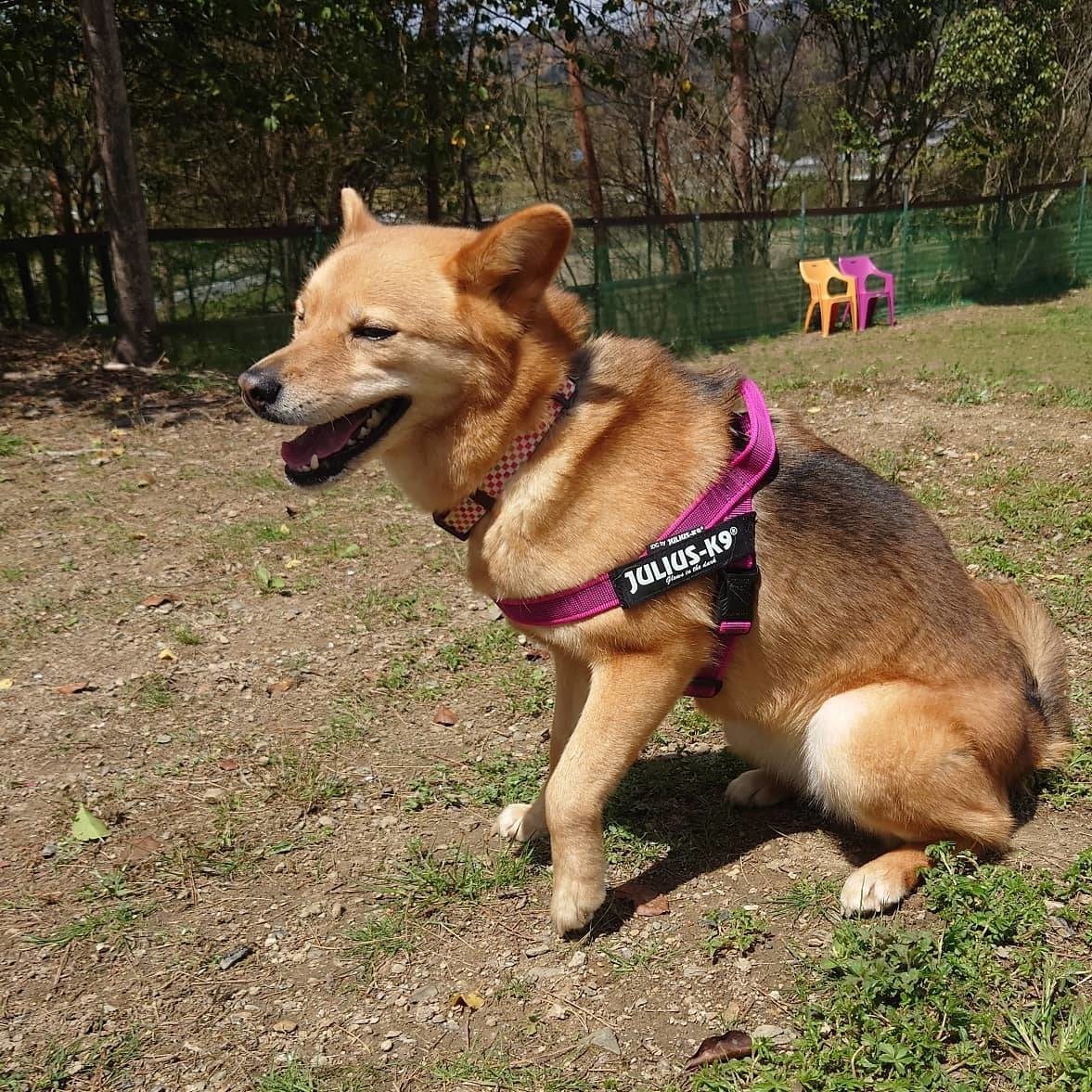 京丹波町老犬ホームあん