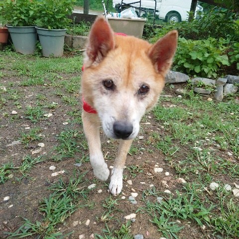 f：id：roukenhome-ann：20210809184500j：plain