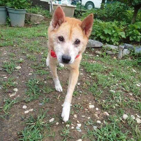 f：id：roukenhome-ann：20210809184504j：plain