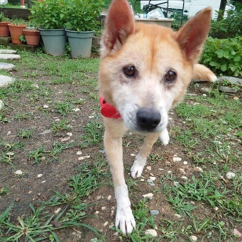 f：id：roukenhome-ann：20210809184508j：plain