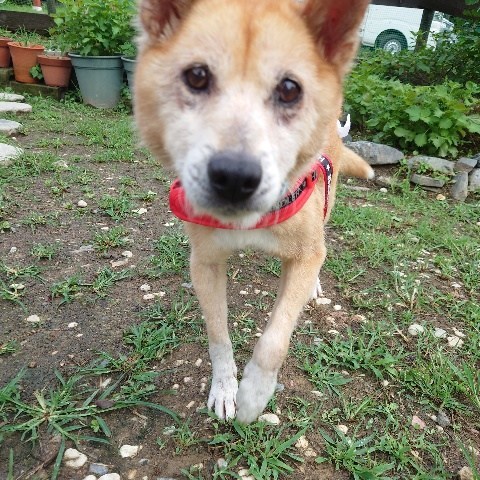 f：id：roukenhome-ann：20210809184511j：plain