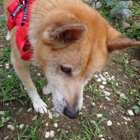 f：id：roukenhome-ann：20210809184515j：plain