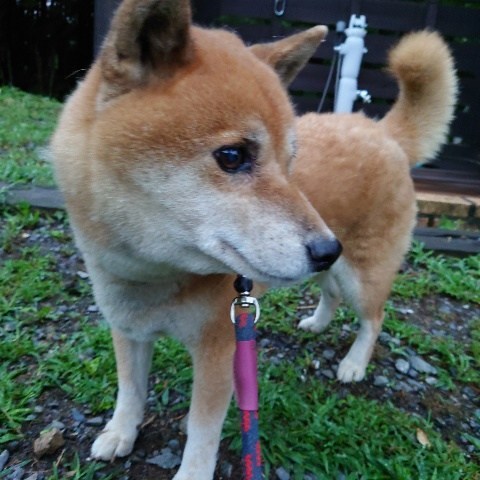 f:id:roukenhome-ann:20210810074445j:plain