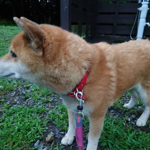 f:id:roukenhome-ann:20210810074448j:plain