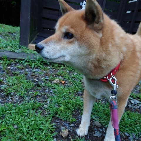 f:id:roukenhome-ann:20210810074452j:plain