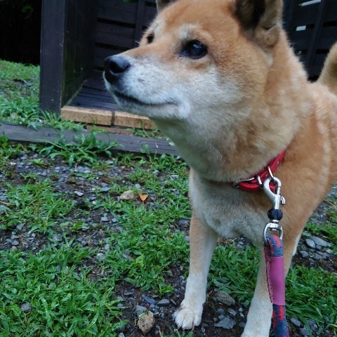 f:id:roukenhome-ann:20210810074455j:plain