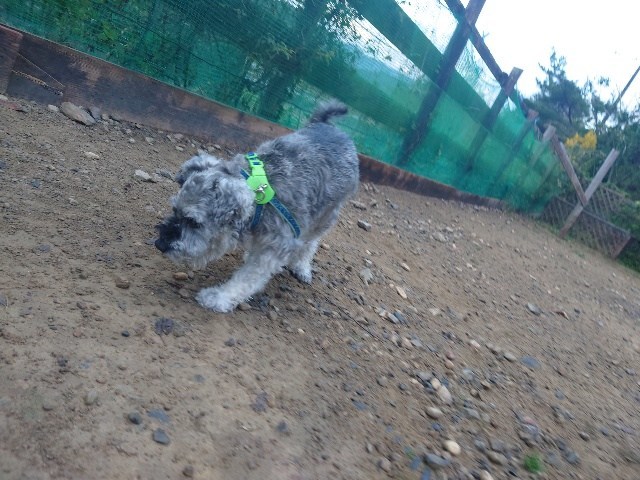 京都の老犬ホーム