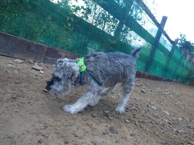 老犬ホーム京都