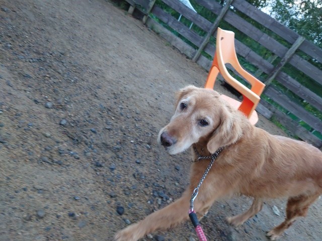 老犬家大阪