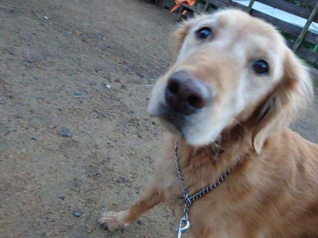 大阪老犬家