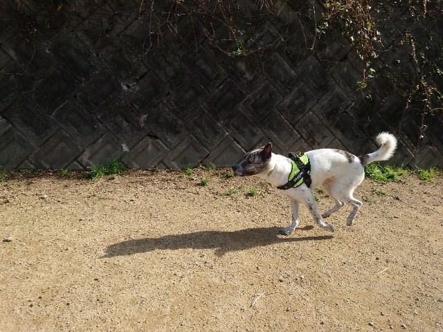 京都の貸し切りドッグラン