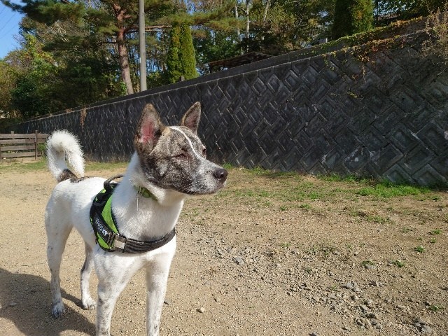 京都のドッグラン
