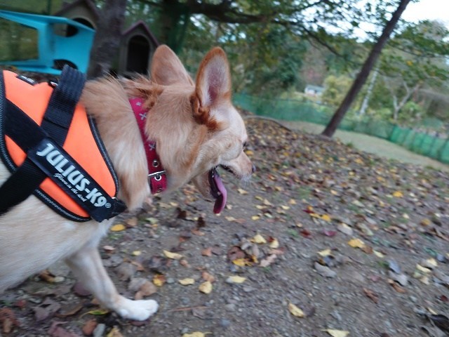 京都の老犬ホーム