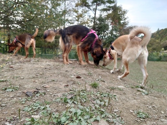 大阪市内の老犬ホーム