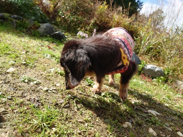 老犬家大阪