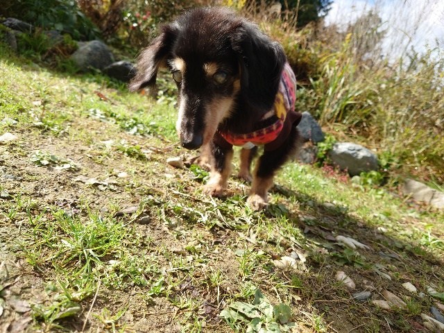 京都の老犬家