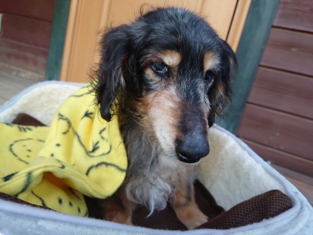 大阪最大の老犬ホーム