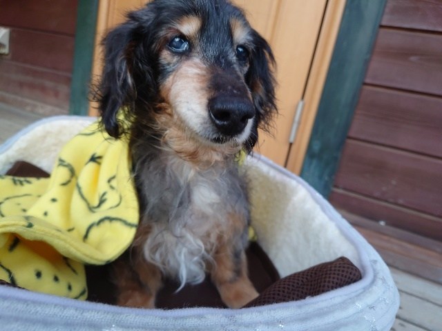 大阪市内の老犬ホーム