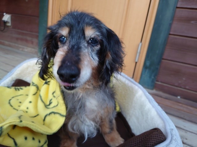 京都の老犬ホーム