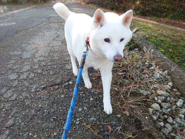 老犬ホーム大阪
