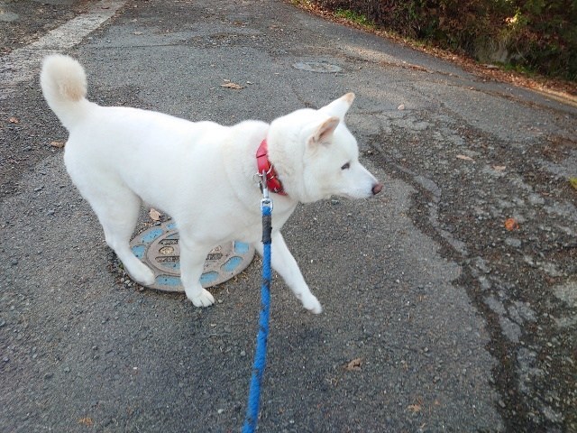 大阪最大の老犬ホーム