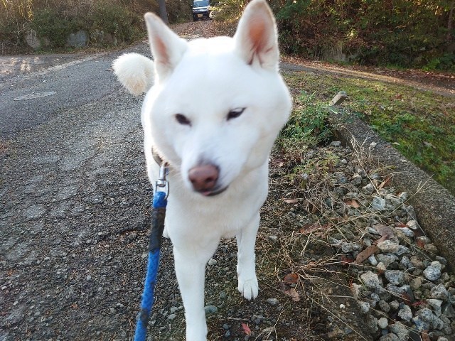 大阪市内の老犬ホーム