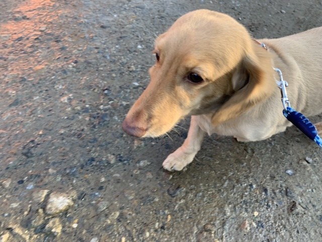 老犬ホーム大阪