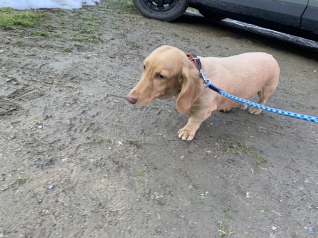 大阪最大の老犬ホーム