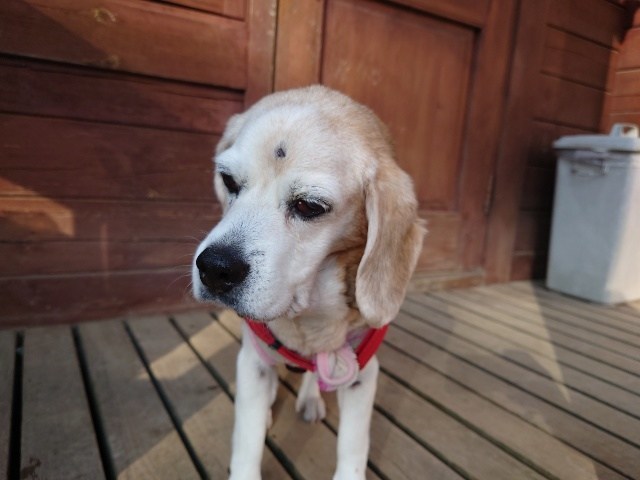老犬ホーム京都
