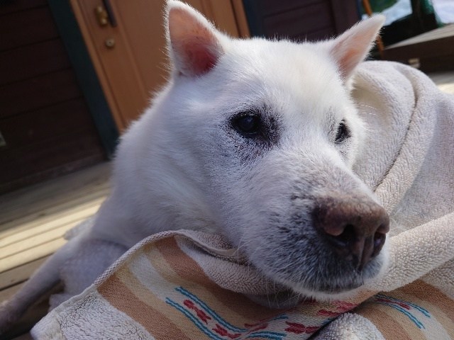大阪市内の老犬ホーム