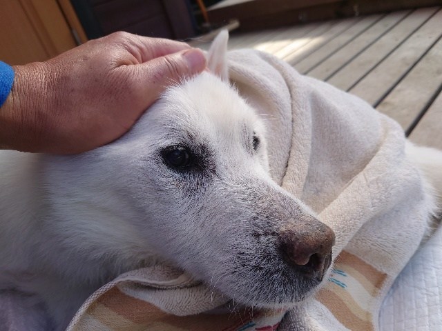 京都の老犬ホーム