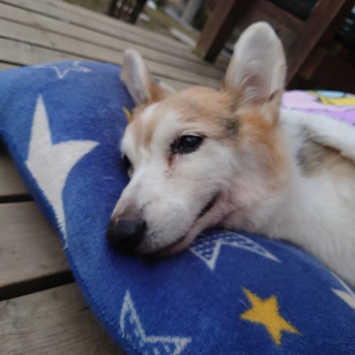 老犬ホーム大阪