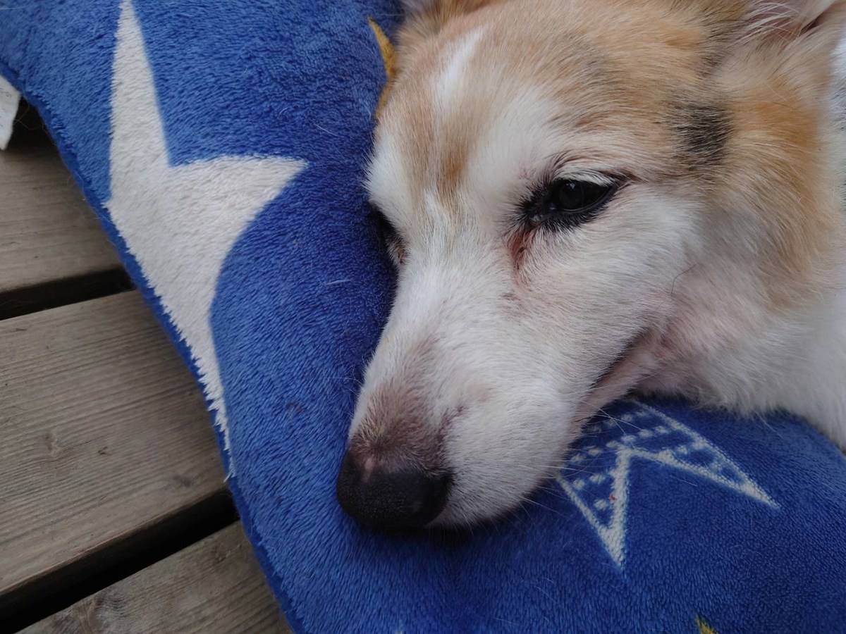 安心の老犬ホーム