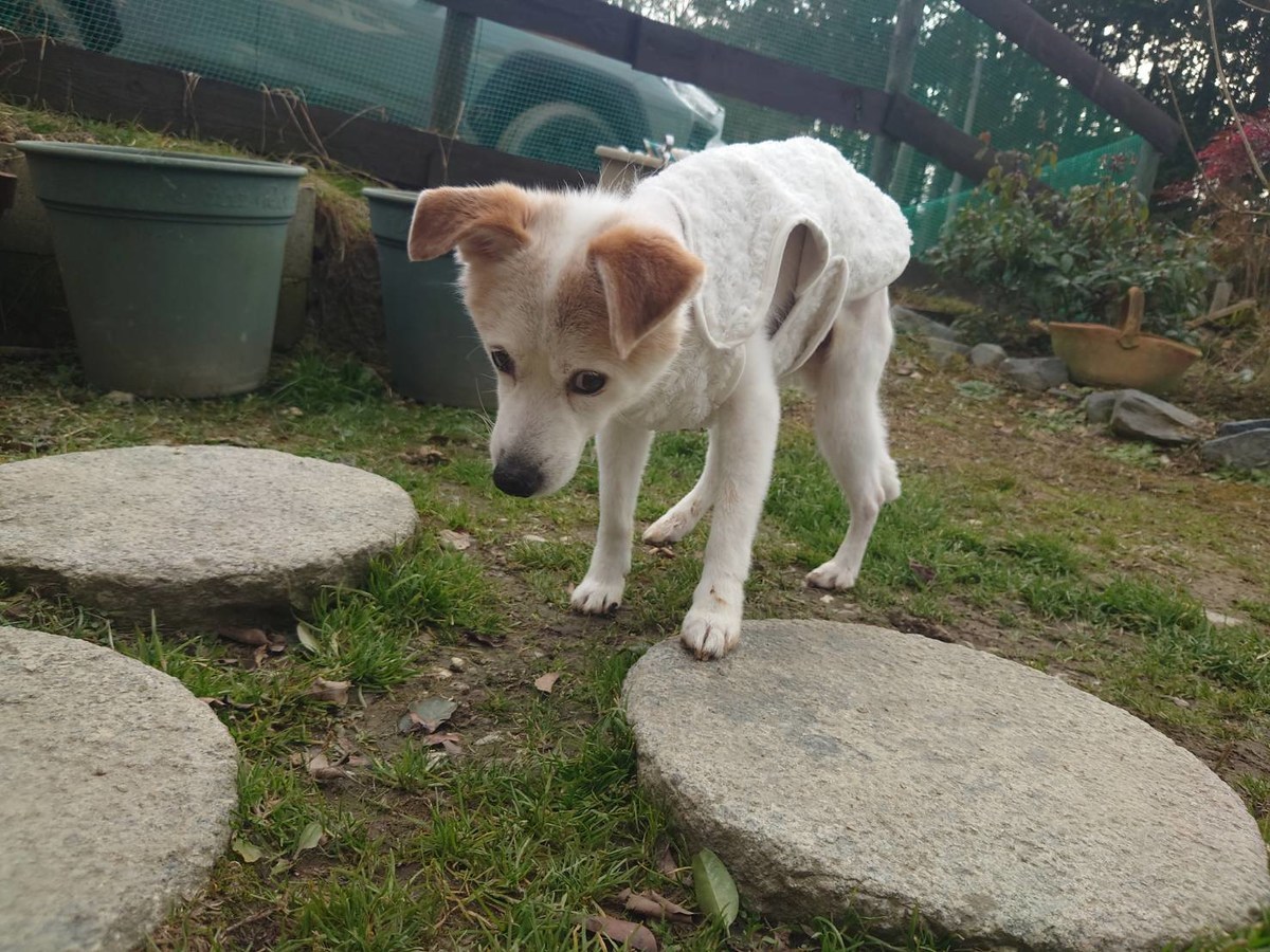 老犬ホーム大阪