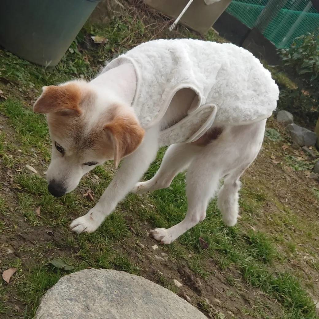 大阪市内の老犬ホーム