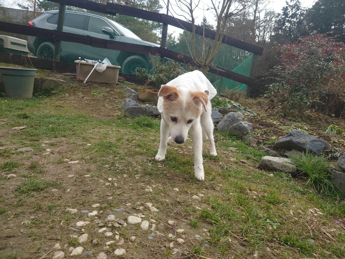 京都の老犬ホーム