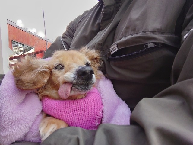 大阪の老犬ホーム