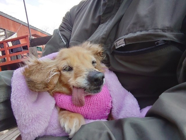 老犬ホーム大阪