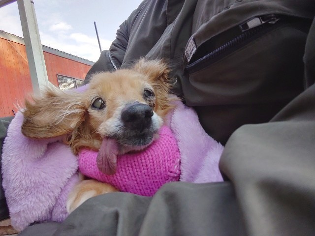 大阪市内の老犬ホーム