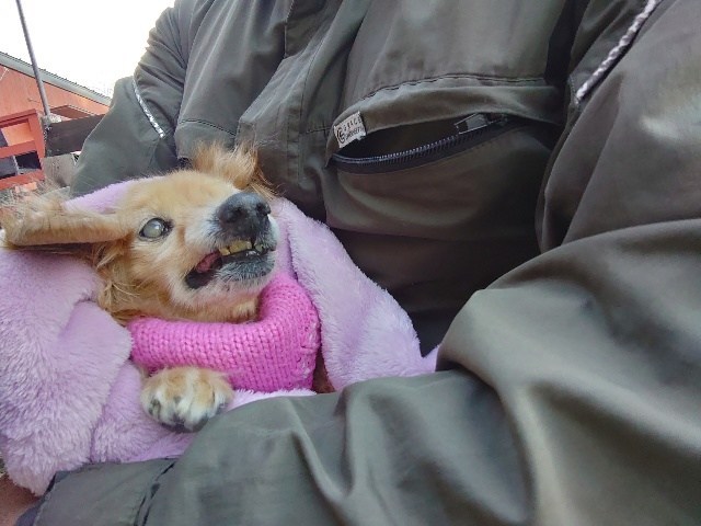 安い老犬ホーム