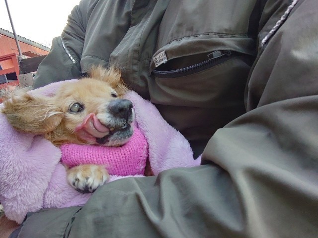老犬ホーム京都市内