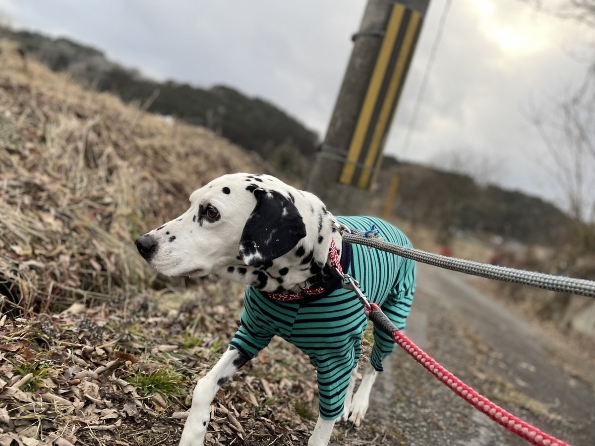 大阪の老犬ホーム