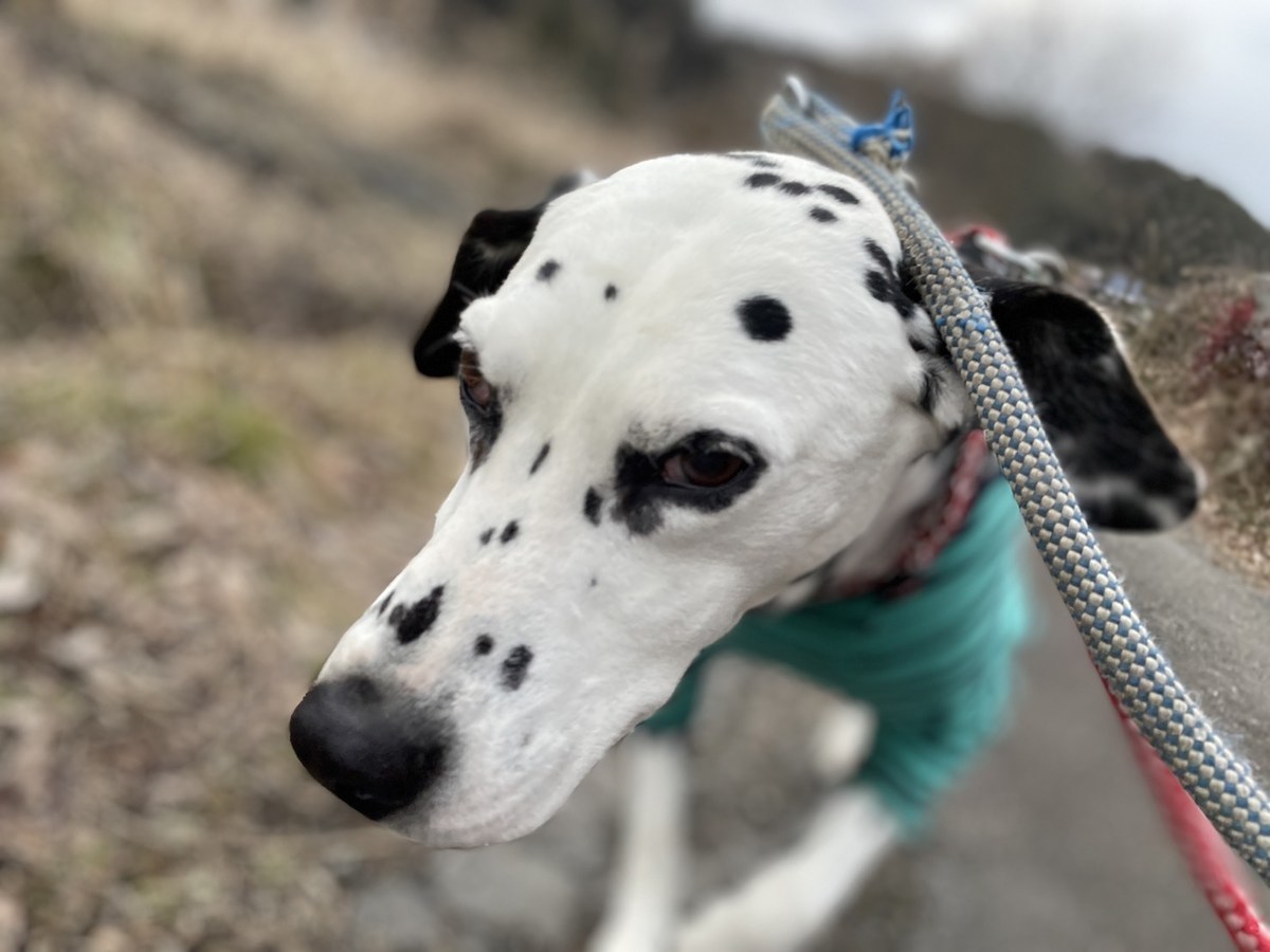 京都の老犬ホーム