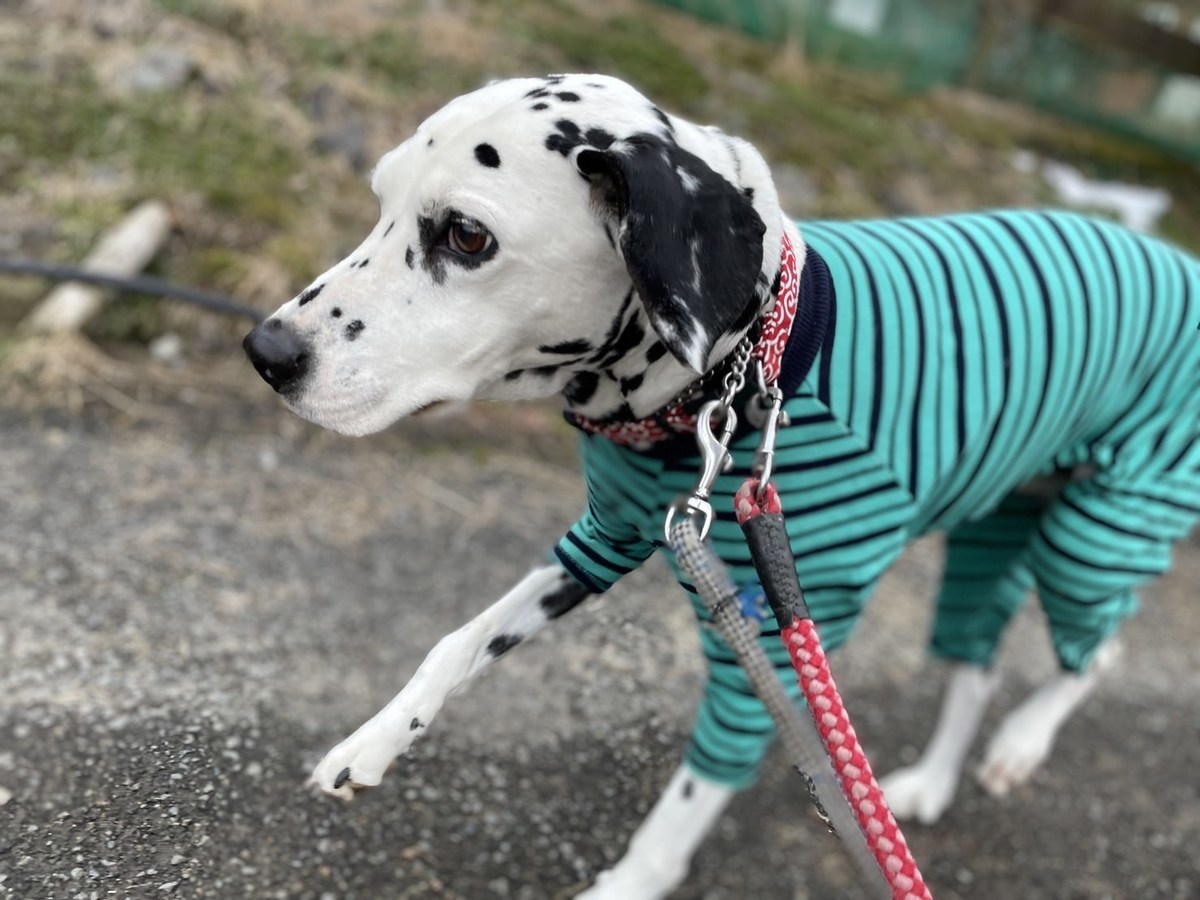 大阪市内の老犬ホーム