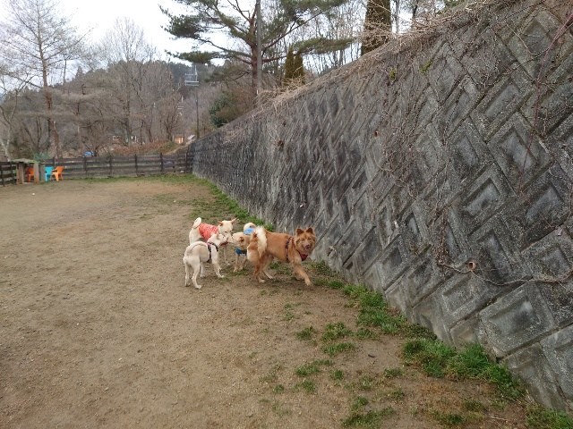 京都のドッグラン