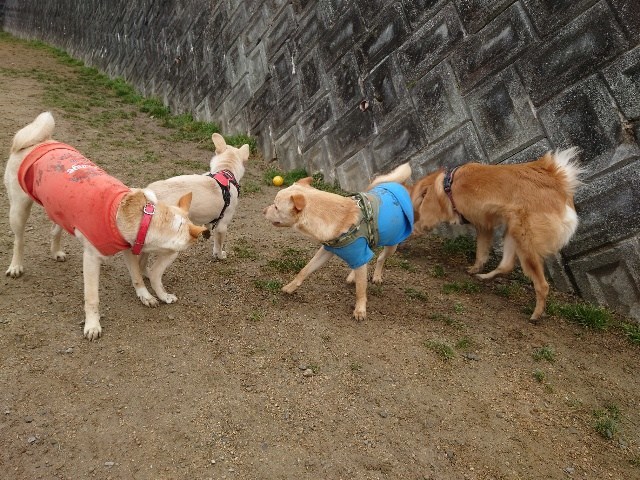 京都の老犬ホーム