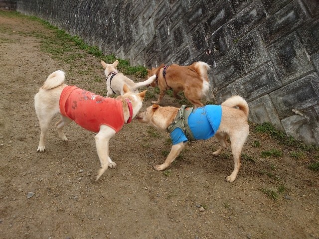 大阪の老犬ホーム