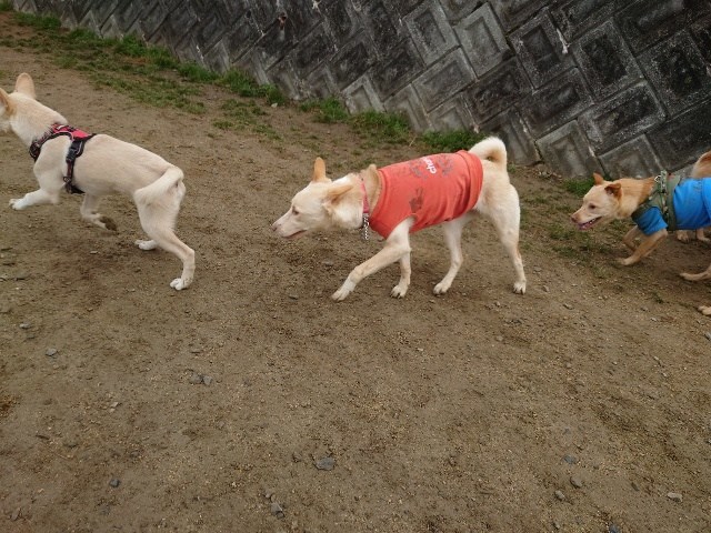 ドッグラン